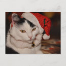 Buscar christmas cat postales 9 º gata