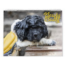 Buscar newfy Landseer