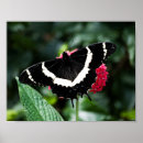 Buscar mormón posters Mariposa