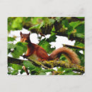Buscar ardilla roja postales Roedor