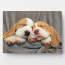 Buscar beagle placas fotograbadas Cachorros