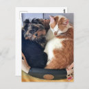 Buscar perro y gato postales Para todos