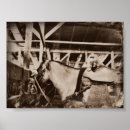 Buscar caballos marrones posters Equino