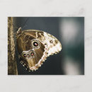 Buscar morpho fotografía Mariposa