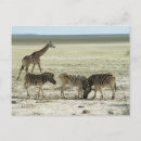 Buscar etosha África