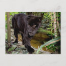 Buscar gato de pantera negra postales Animal