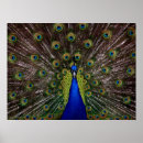 Buscar proud posters Naturaleza