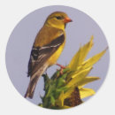 Buscar pinzones postales Amarillo