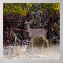 Buscar mula posters Venado