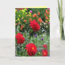 Buscar rosa waterlily tarjetas Floral