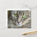 Buscar ojos de gato postales Fotografía de gatos