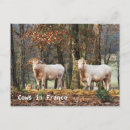 Buscar vacas postales General y unisex