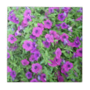 Buscar petunia azulejos Morado