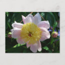 Buscar rosas amarillas postales General y unisex