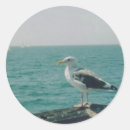 Buscar gaviota pegatinas Vida silvestre