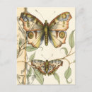 Buscar jennifer postales Insectos
