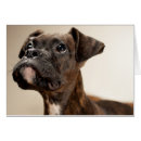 Buscar perro del boxeador fotografía Parte del cuerpo animal