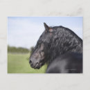 Buscar caballos negros postales Animal
