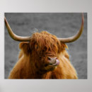 Buscar escocia posters Vaca