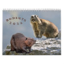 Buscar roedor calendarios Conejillo