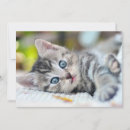 Buscar tabby azul tarjetas Gatito