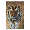 Buscar cautivo posters Adam jones