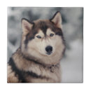 Buscar husky siberiano azulejos Malamute alaskan