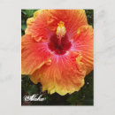 Buscar hibisco postales Naranja