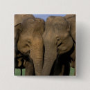 Buscar indios chapas Naturaleza