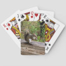 Buscar nueces barajas de cartas Roedor