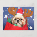 Buscar navidad shih tzu postales Fotografía