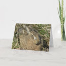 Buscar hare tarjetas Liebre