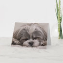 Buscar perro durmiendo tarjetas Canina