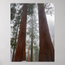 Buscar nublado posters Bosque