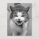 Buscar gato enojado postales Lindo