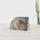 Buscar ame tarjetas Para todos