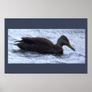 Buscar patos silvestres posters Fotografía