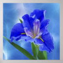 Buscar iris amarillos posters Flores
