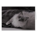 Buscar mirada para arriba Felino