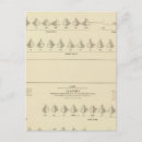 Buscar estadística postales Blanco