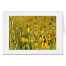 Buscar coneflowers Verano