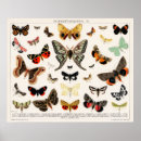 Buscar mariposas y polillas posters General y unisex