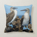 Buscar ecuador cojines Animal