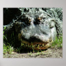 Buscar mandíbula posters Dientes