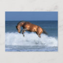 Buscar caballo de salto postales Ecuestre