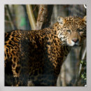 Buscar imágenes de gatos posters Leopardo