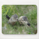 Buscar marmota alfombrillas de raton Fotografía