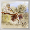 Buscar pájaros cantantes posters Pinzón