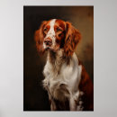 Buscar setter irlandés posters Cachorro