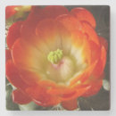 Buscar cactus posavasos Naranja